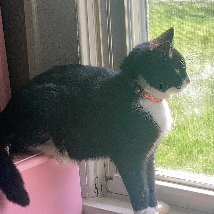 Rosie joined the competition — help win amazing prizes! accessories, animal, blackcat, cat, door, face, grass, head, herbal, herbs, kitten, manx, person, pet, photography, plant, portrait, pottedplant, window, windowsill