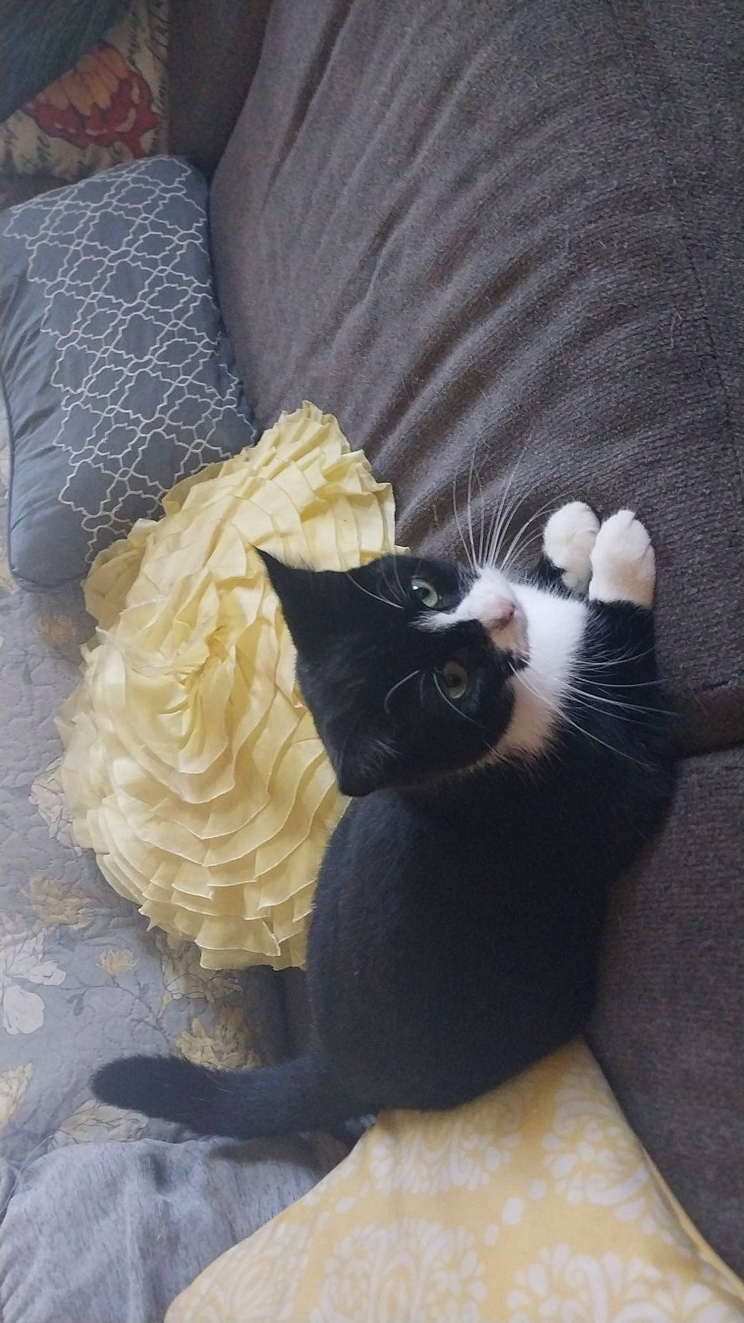 Rosie joined the competition — help win amazing prizes! bag, black_cat, bombay, canidae, carnivore, cat, comfort, companion_dog, couch, dog_breed, domestic_short_haired_cat, fawn, felidae, fur, linens, small_to_medium_sized_cats, sporting_group, tail, whiskers, wood