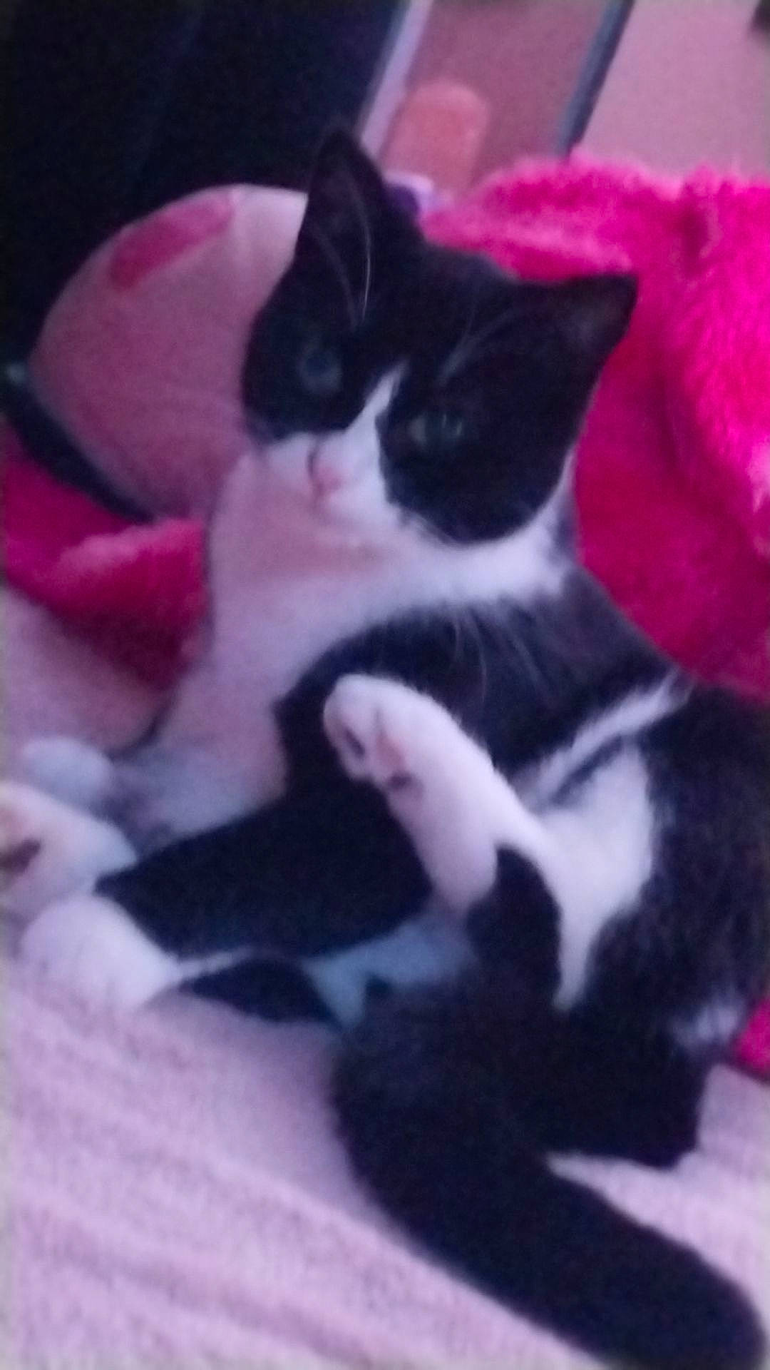 Rosie is registered to the contest to win money with this photo: carmine, carnivore, cat, comfort, domestic_short_haired_cat, felidae, fur, magenta, pattern, paw, petal, photo_caption, pink, plant, small_to_medium_sized_cats, tail, whiskers