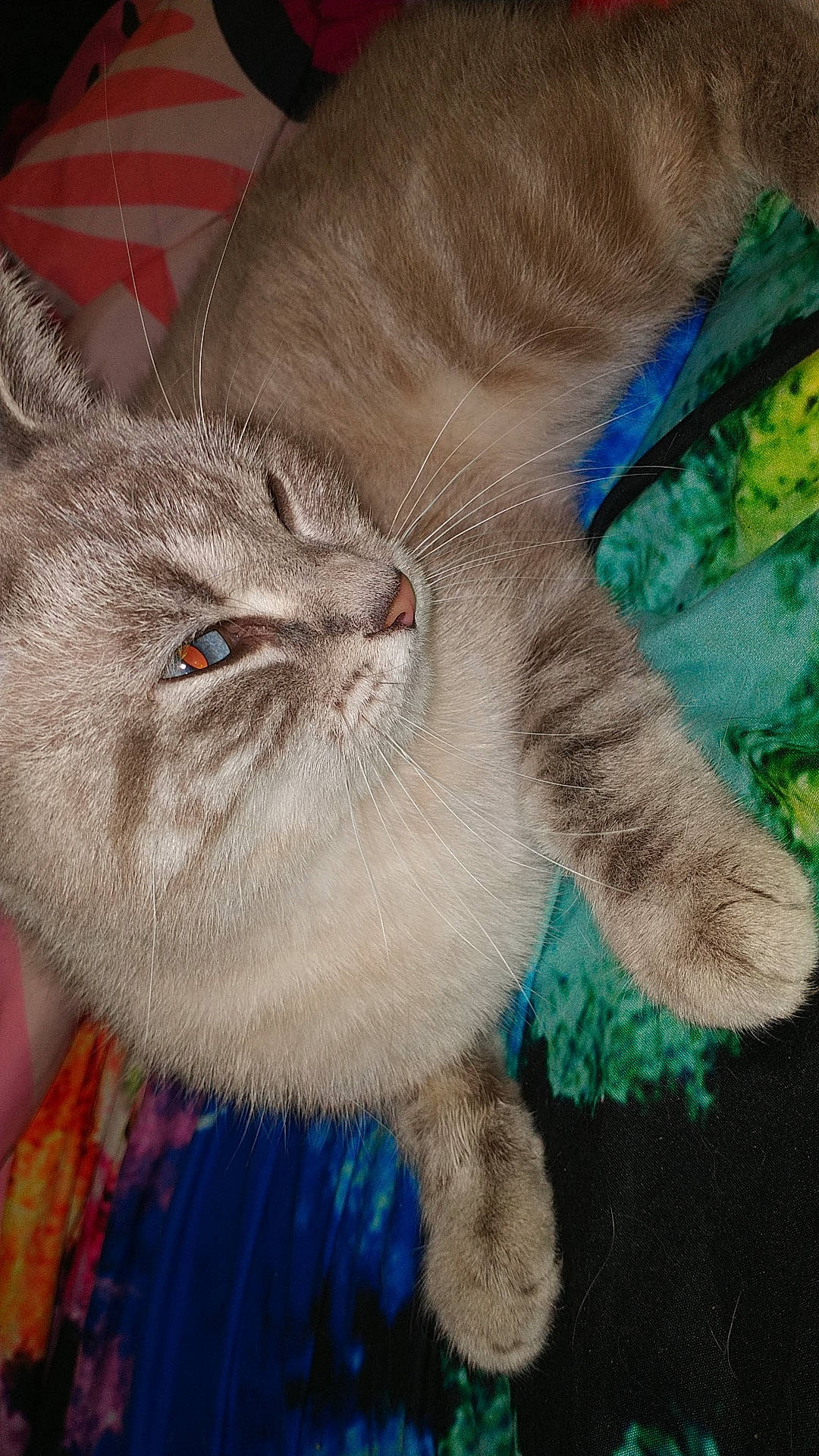 Crystal joined the competition — help win amazing prizes! art, carnivore, cat, chartreux, claw, domestic_short_haired_cat, electric_blue, fawn, felidae, fur, gesture, nap, painting, paw, small_to_medium_sized_cats, snout, tail, visual_arts, whiskers