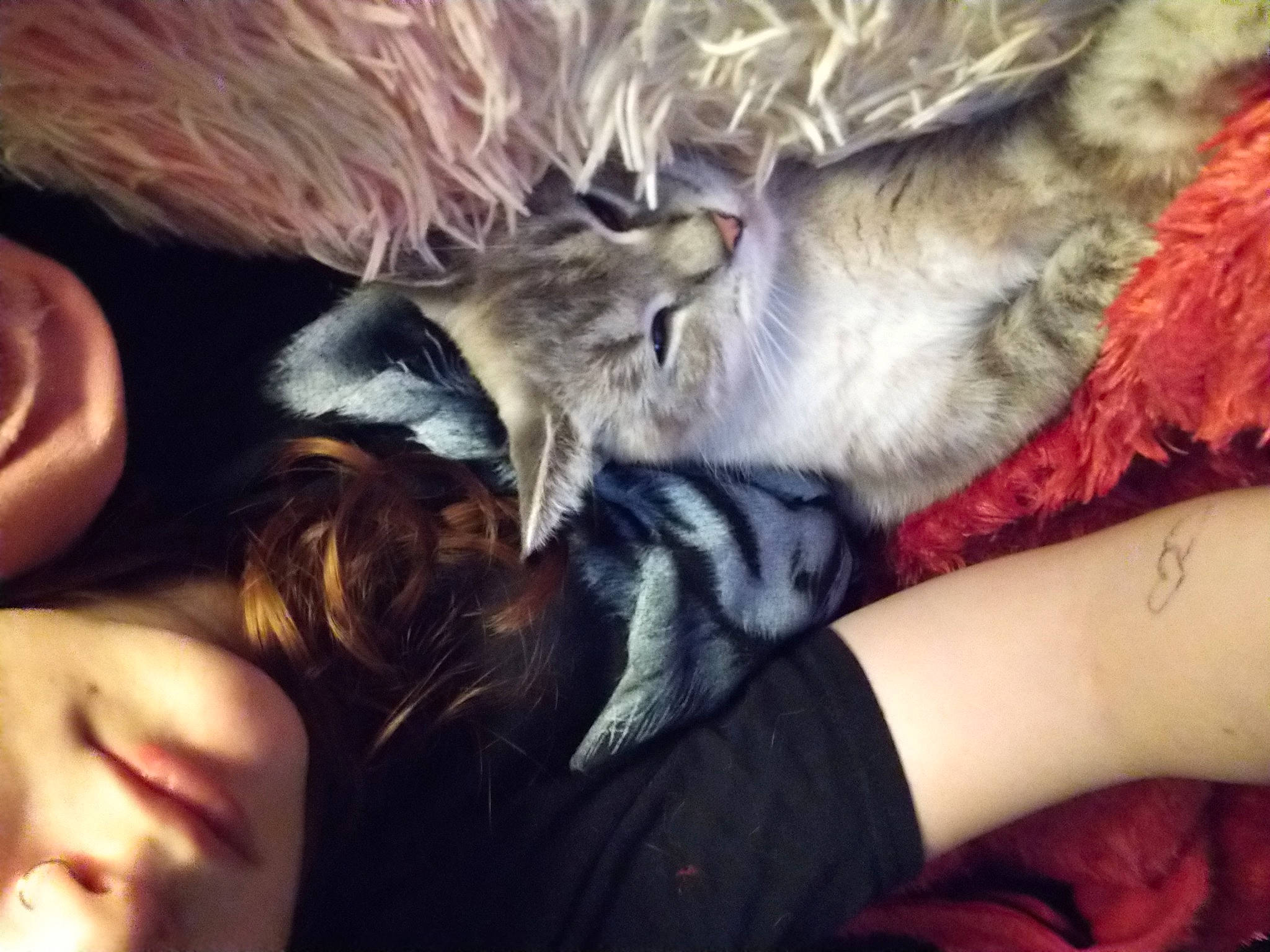 Crystal is registered to the contest to win money with this photo: arm, beauty, carnivore, cat, comfort, companion_dog, couch, dog_breed, ear, felidae, finger, gesture, hand, happy, human_leg, lap, long_hair, small_to_medium_sized_cats, thigh, whiskers