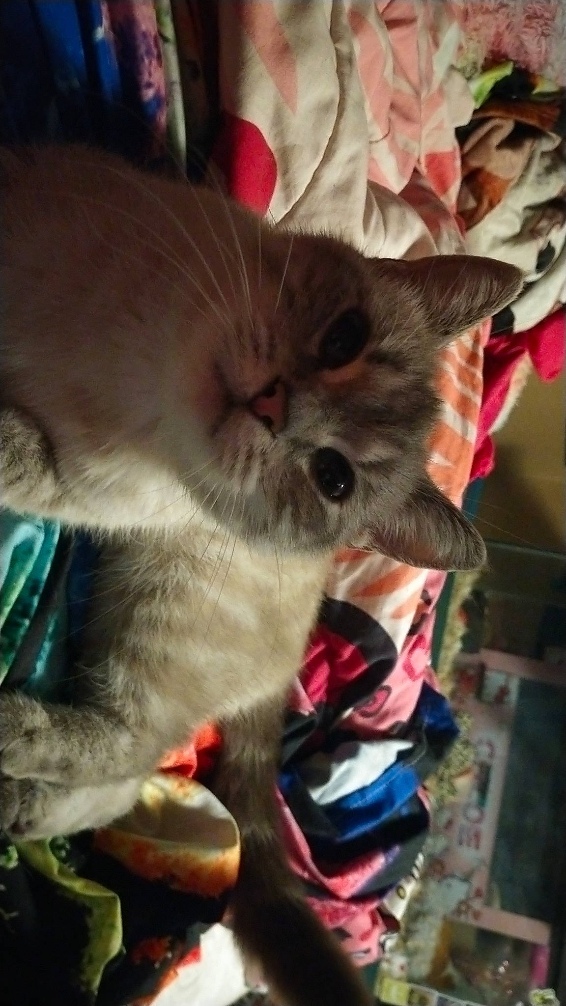 Crystal is registered to the contest to win money with this photo: box, carnivore, cat, chartreux, claw, comfort, domestic_short_haired_cat, fang, fawn, felidae, fur, lap, nap, paw, small_to_medium_sized_cats, snout, tail, thai, tonkinese, whiskers