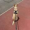 Yumi participe au concours pour gagner de l'argent avec cette photo : dog, leash, harness, sidewalk, road, outdoor, pavement, pet, animal, walking, sitting, brown_dog, street, sunny, daytime, quiet, calm, waiting, back_view, canine