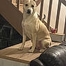 dog, indoor, wooden_surface, staircase, tail, candle, black_leather_couch, pet, animal, sitting, light_tan, home, furniture, floor, ears, face, attention, domestic, canine, cozy