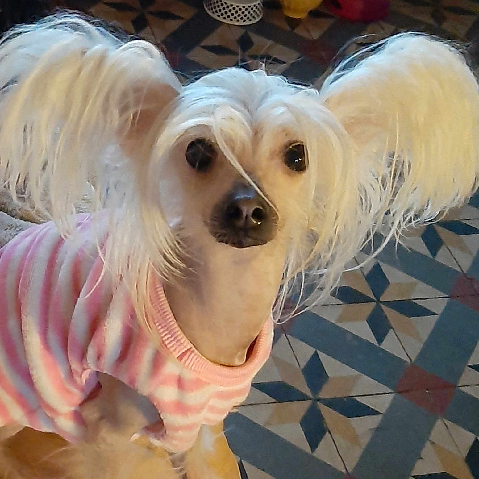 Lolita