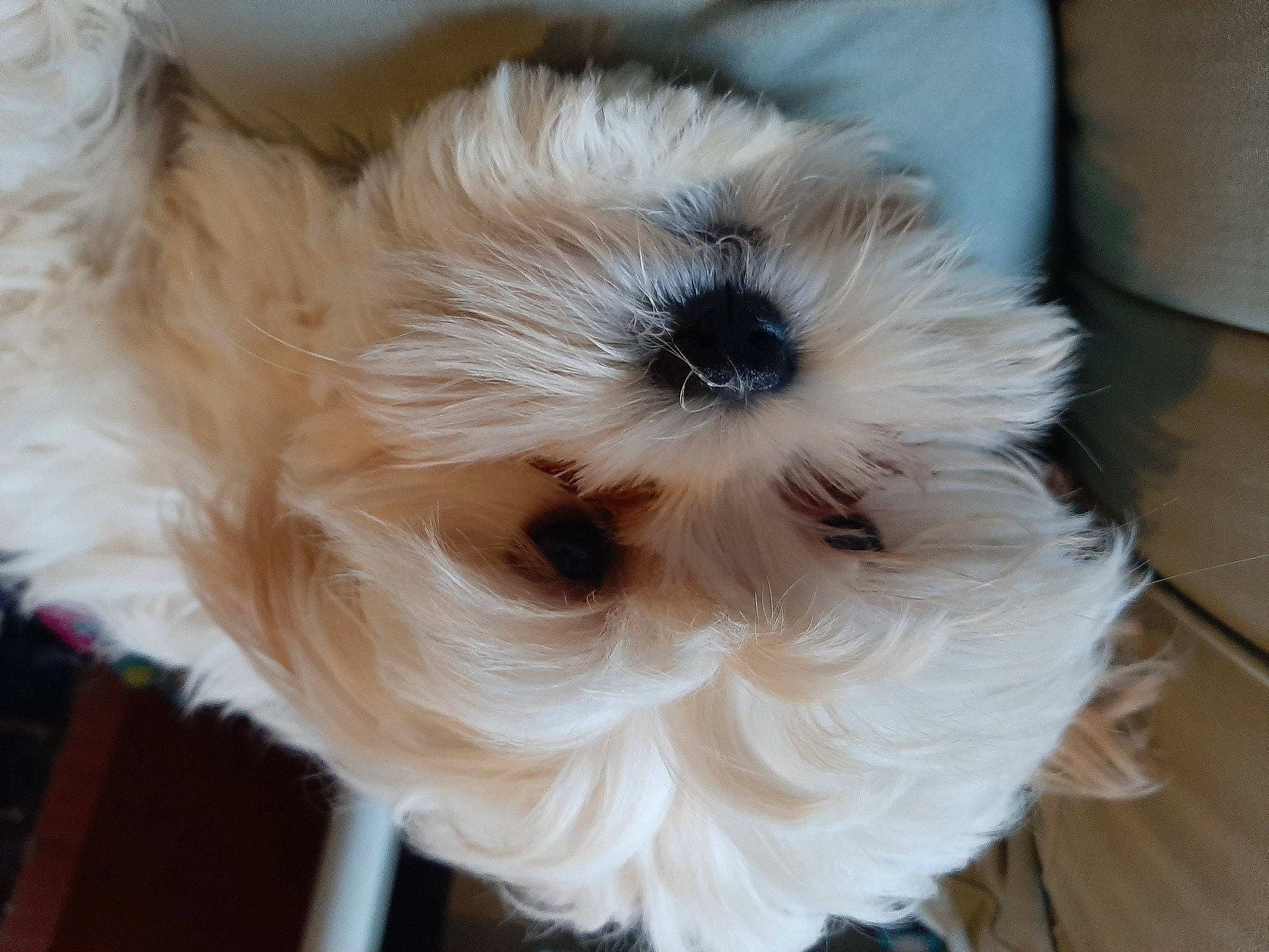 Pin'Up Et Câline a rejoint le concours — aidez-le/la à gagner de superbes lots ! canidae, carnivore, companion_dog, dog, dog_breed, dog_supply, fawn, fur, mal_shi, natural_material, non_sporting_group, pekapoo, pet_supply, puppy, shih_tzu, small_terrier, snout, toy_dog, vertebrate, working_animal