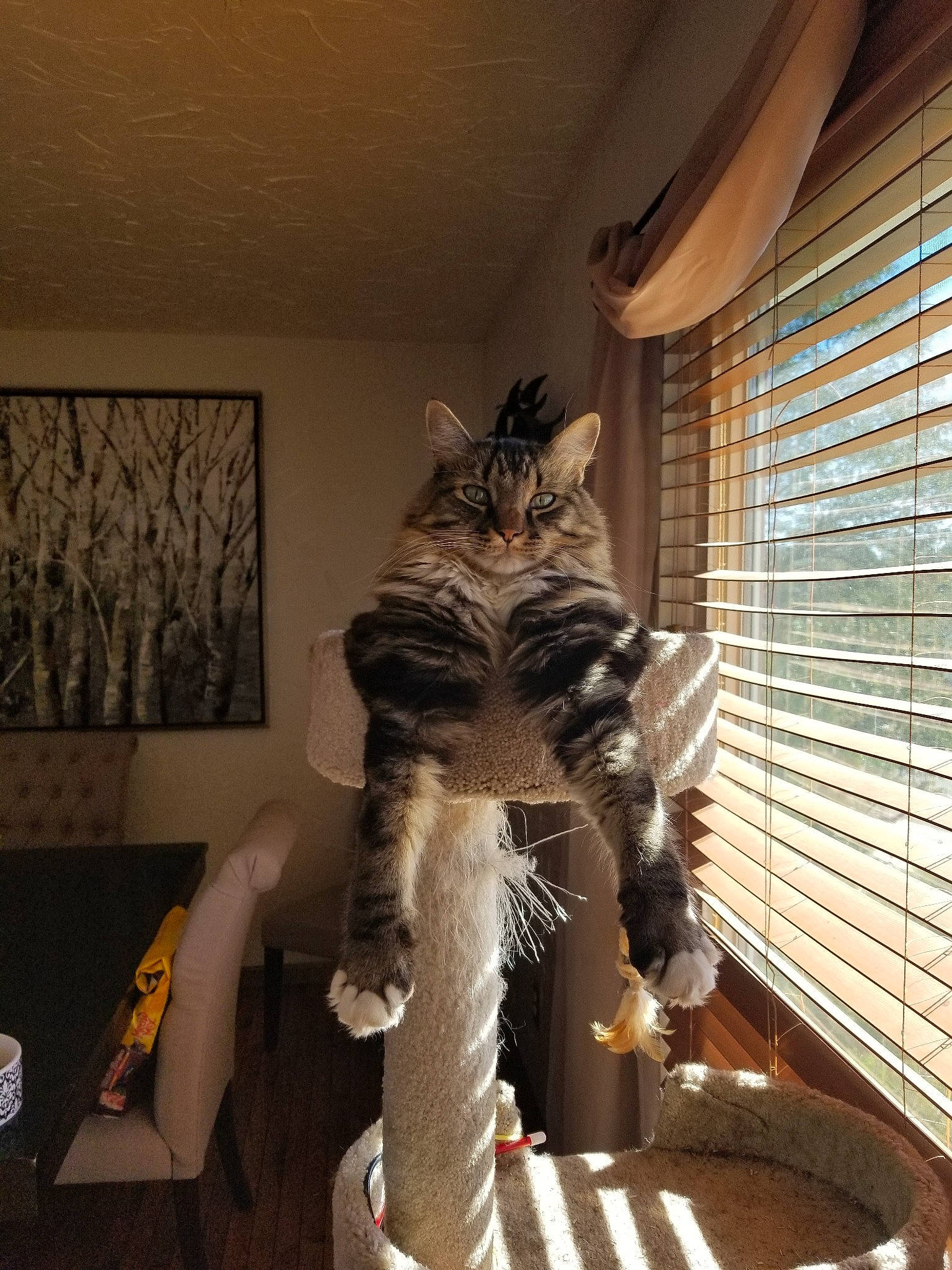 Sox joined the competition — help win amazing prizes! art, cat, fictional_character, fur, interior_design, museum, person, room, sculpture, tourist_attraction
