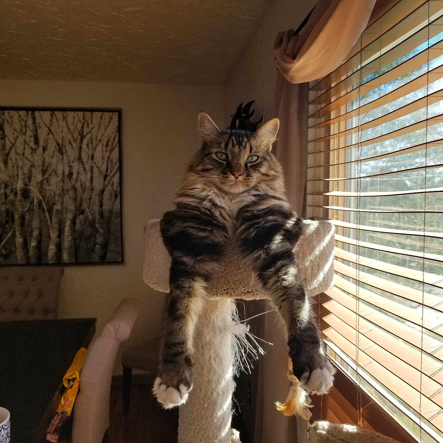 Sox