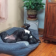 Daisy is registered to the contest to win money with this photo: canidae, carnivore, comfort, companion_dog, dog, french_bulldog, furniture, hardwood, nap, non_sporting_group, puppy