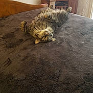 Gizmo is registered to the contest to win money with this photo: carnivore, cat, european_shorthair, felidae, floor, flooring, fur, hardwood, room, small_to_medium_sized_cats, whiskers, wood_flooring