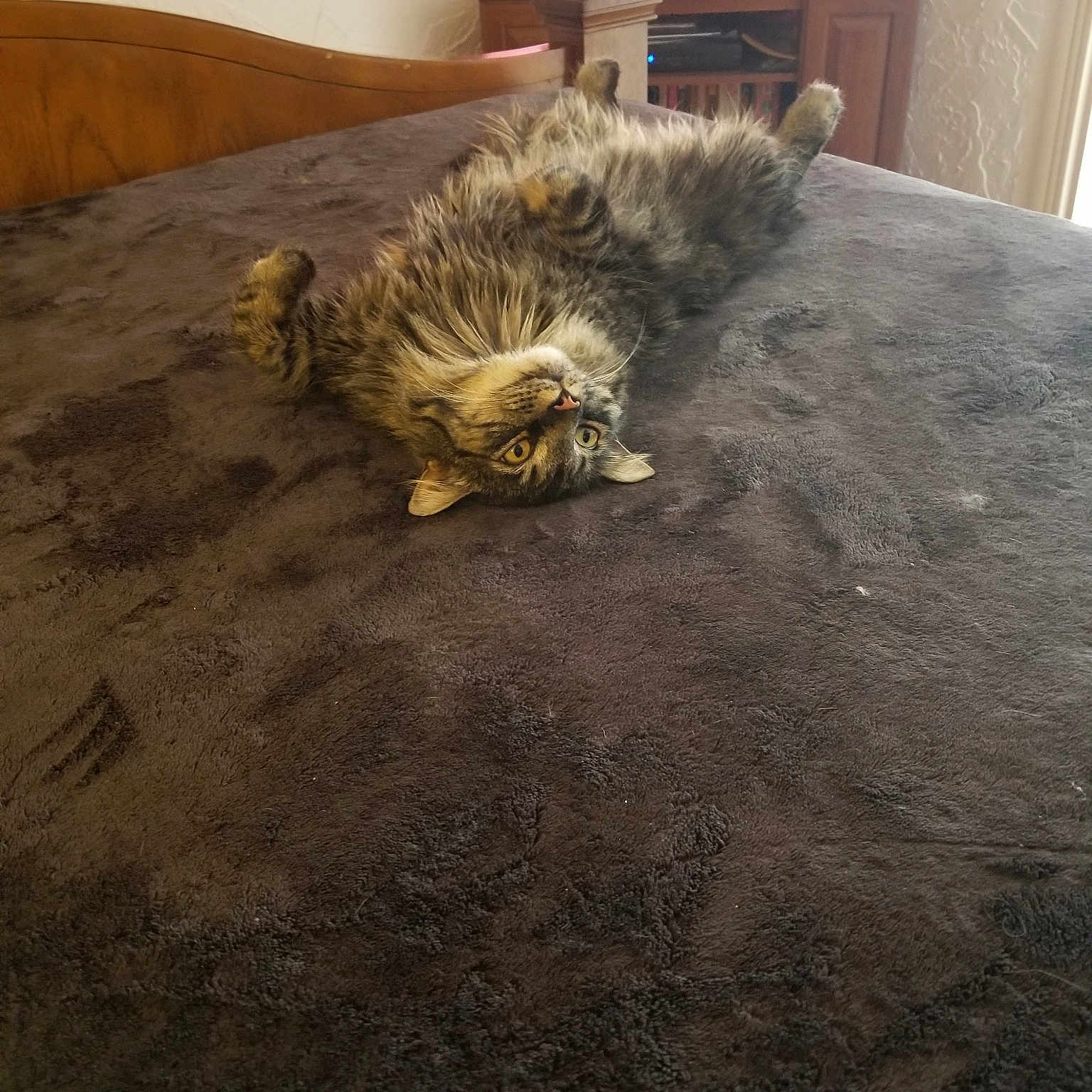 Gizmo