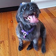 Macey joined the competition — help win amazing prizes! affenpinscher, bolonka, cairn_terrier, canidae, carnivore, chinese_imperial_dog, companion_dog, dog, dog_breed, griffon_bruxellois, lhasa_apso, mammal, miniature_schnauzer, pekapoo, puppy, rare_breed_dog, schnoodle, shih_tzu, snout, sporting_group