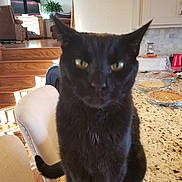 Skid joined the competition — help win amazing prizes! asian, black_cat, bombay, burmese, carnivore, cat, domestic_short_haired_cat, felidae, fur, mammal, small_to_medium_sized_cats, whiskers