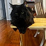 Salem is registered to the contest to win money with this photo: cat, black_cat, furniture, table, wooden_floor, bookshelf, books, chair, indoor, pet, animal, fur, eyes, curious, cozy, home, relaxing, domestic, wood, room