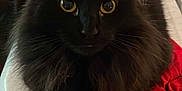 Salem joined the competition — help win amazing prizes! cat, black_cat, fluffy, indoor, cooler, yellow_eyes, pet, feline, fur, whiskers, chair, stool, wooden_floor, red_cloth, shadow, domestic_animal, relaxed, looking, closeup, animal