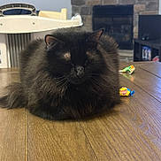 Salem joined the competition — help win amazing prizes! cat, black_cat, fluffy, loaf, table, candy, indoor, furniture, fireplace, stone_wall, home, cozy, relaxed, pet, animal, wood, closeup, sleeping, domestic_cat, quiet
