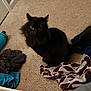 Salem joined the competition — help win amazing prizes! cat, black_cat, pet, animal, indoor, carpet, blanket, clothing, water_bottle, curious, furry, sitting, eyes, tail, cozy, messy, floor, room, domestic, furniture