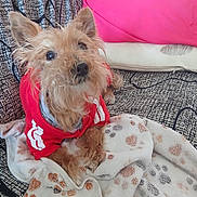 Pepette participe au concours pour gagner de l'argent avec cette photo : animal, blanket, companion, cozy, curious, cushion, cute, dog, fur, furniture, home, indoor, looking_up, paw_prints, pet, pink_pillow, red_sweater, relaxed, resting, small_dog