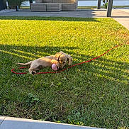 Bloom a rejoint le concours — aidez-le/la à gagner de superbes lots ! puppy, dog, golden_dog, small_dog, pet, grass, garden, outdoor, sunlight, red_leash, pink_ball, toy, playing, lying_down, chewing, lawn, patio, outdoor_furniture, hedge, backyard