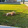 puppy, dog, golden_dog, small_dog, pet, grass, garden, outdoor, sunlight, red_leash, pink_ball, toy, playing, lying_down, chewing, lawn, patio, outdoor_furniture, hedge, backyard