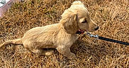 Bloom participe au concours pour gagner de l'argent avec cette photo : puppy, dog, golden, fluffy, sitting, outdoors, field, dry_grass, golden_dog, leash, collar, water_bowl, pet, animal, profile, sunlight, rural, grassland, cute, portrait