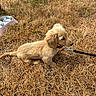 puppy, dog, golden, fluffy, sitting, outdoors, field, dry_grass, golden_dog, leash, collar, water_bowl, pet, animal, profile, sunlight, rural, grassland, cute, portrait