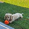 dog, puppy, golden_dog, lying_down, playing, toy, ball, orange_toy, red_leash, grass, lawn, outdoor, sunlight, shadow, garden, pet, animal, canine, chewing, portrait