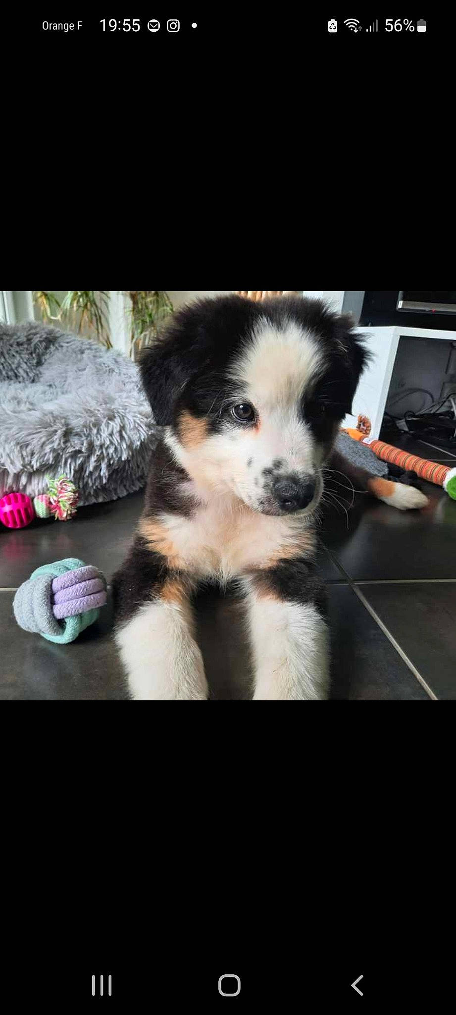 Navy participe au concours pour gagner de l'argent avec cette photo : canidae, carnivore, chair, companion_dog, dog, dog_breed, fur, glass, herding_dog, paw, photo_caption, puppy_love, recipe, sporting_group, square, tail, toy_dog, whiskers, working_dog