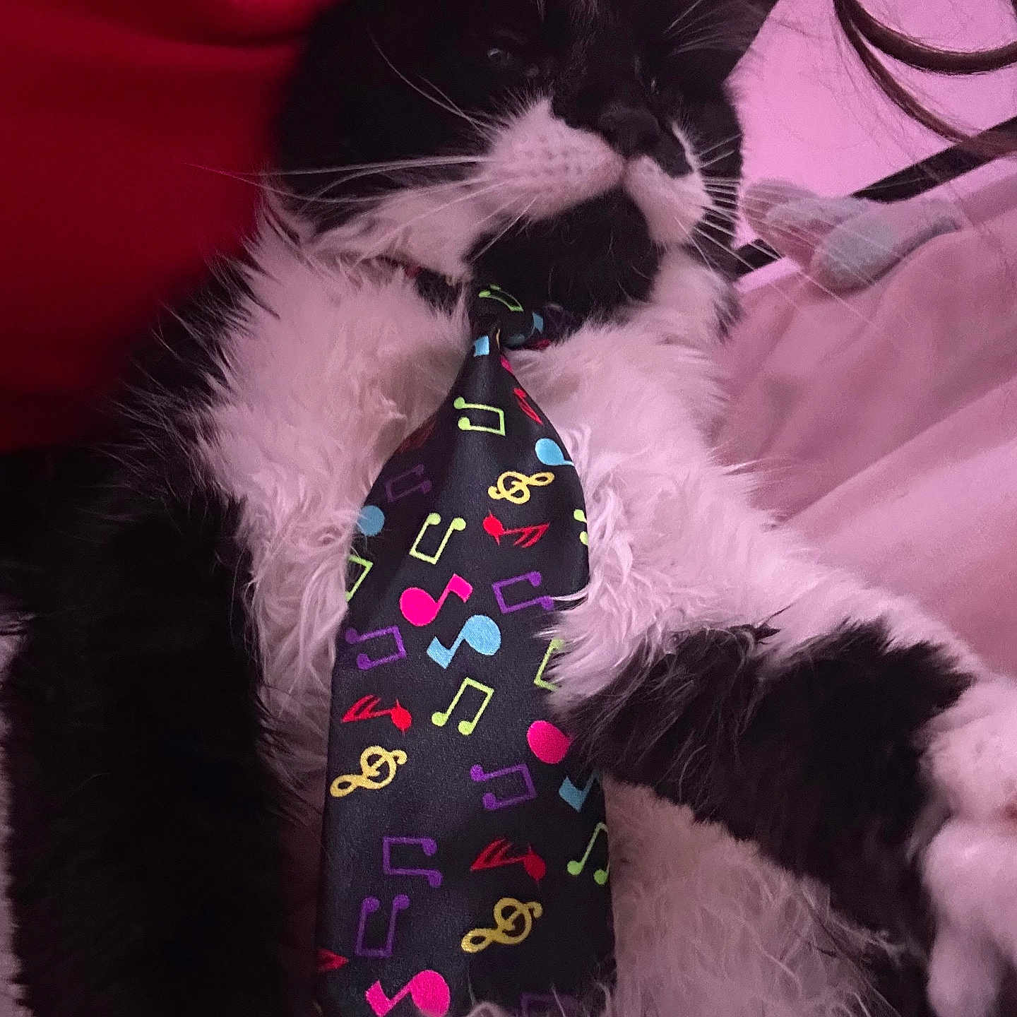 Sir. Theodore joined the competition — help win amazing prizes! animal, black_and_white, cat, closeup, collar, cozy, cute, domestic, feline, fluffy, fur, indoor, lying_down, musical_notes, pet, pink_background, red_clothing, relaxed, tie, whiskers