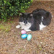 Sir. Theodore is registered to the contest to win money with this photo: animal, black_and_white, blue_egg, brick_wall, cat, daylight, dry_leaves, easter_eggs, fluffy, garden, grass, green_bush, lying_down, nature, outdoor, pet, pine_needles, pink_egg, relaxed, turquoise_egg