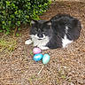 animal, black_and_white, blue_egg, brick_wall, cat, daylight, dry_leaves, easter_eggs, fluffy, garden, grass, green_bush, lying_down, nature, outdoor, pet, pine_needles, pink_egg, relaxed, turquoise_egg