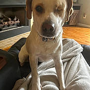 Charlie is registered to the contest to win money with this photo: animal, blanket, canine, collar, cozy, dog, domestic, ears, face, fireplace, furniture, home, indoor, looking, mammal, one_eyed, paw, pet, sitting, wood_floor