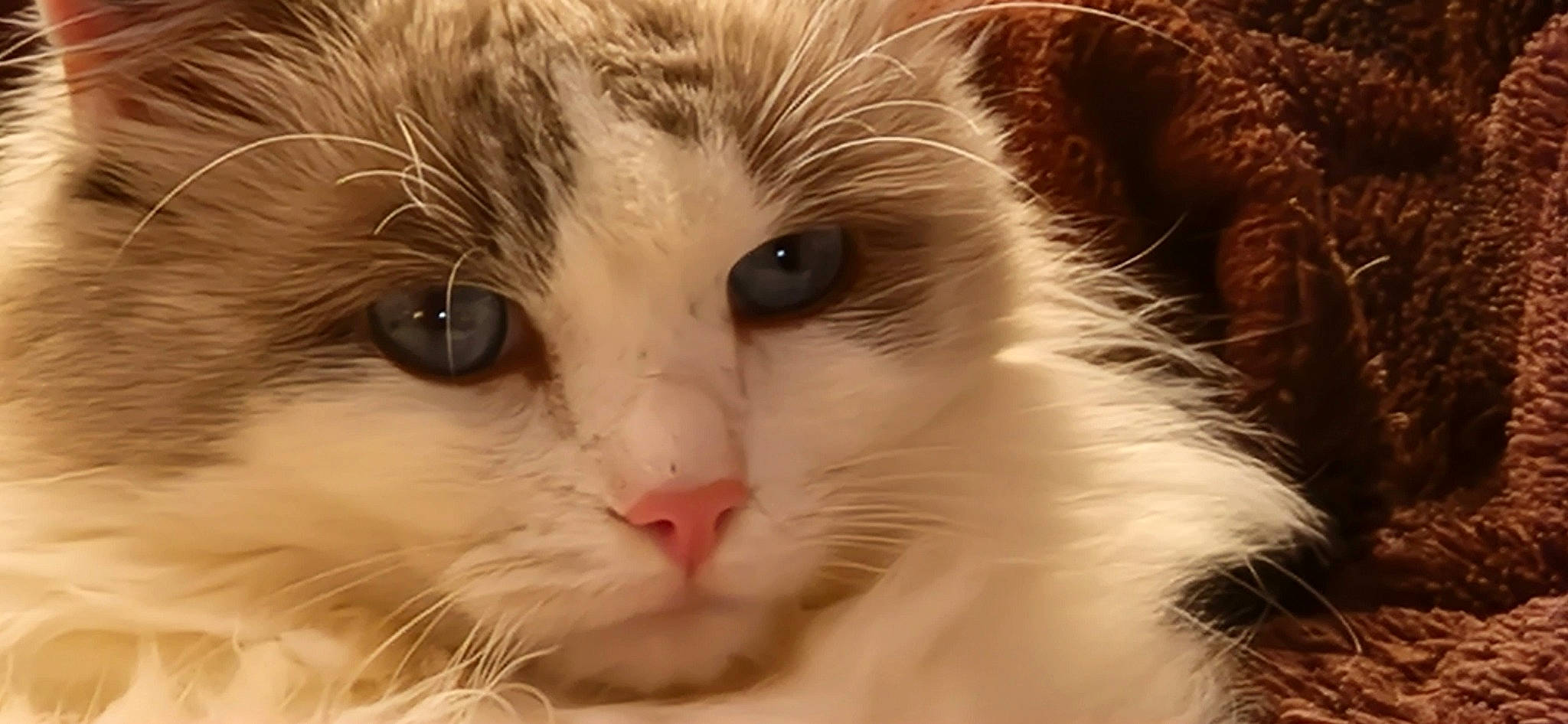 Pépitosss participe au concours pour gagner de l'argent avec cette photo : carnivore, cat, domestic_short_haired_cat, ear, fawn, felidae, fur, paw, small_to_medium_sized_cats, terrestrial_animal, whiskers, window