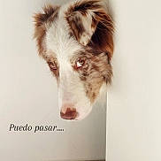 Timon participe au concours pour gagner de l'argent avec cette photo : animal, brown, canine, closeup, corner, curious, dog, ears, expression, face, fur, head, hopeful, indoor, looking, nose, peeking, pet, wall, white