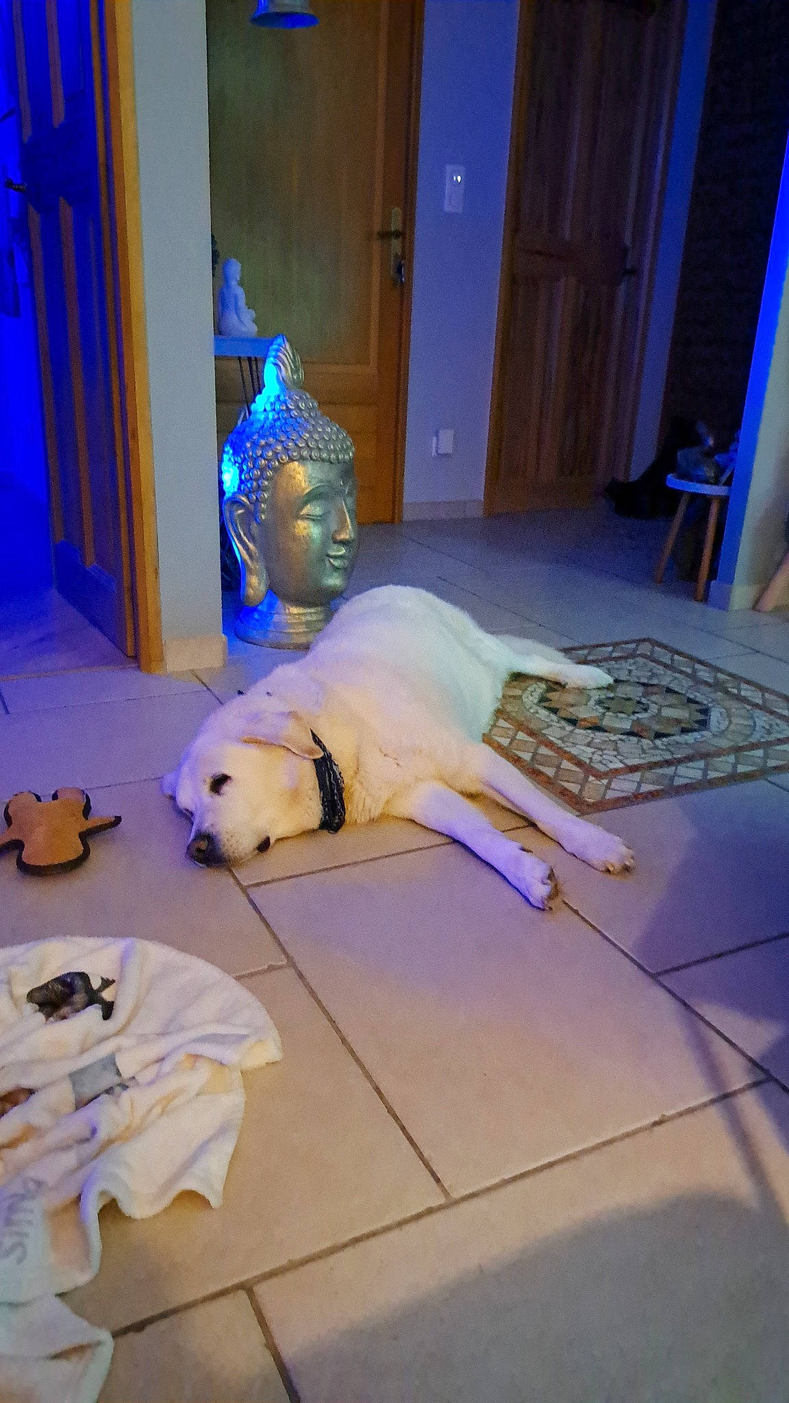 Eros participe au concours pour gagner de l'argent avec cette photo : art, blue, canidae, carnivore, companion_dog, dog, dog_breed, door, event, fawn, floor, flooring, fur, leisure, room, sculpture, sporting_group, statue, table, wood