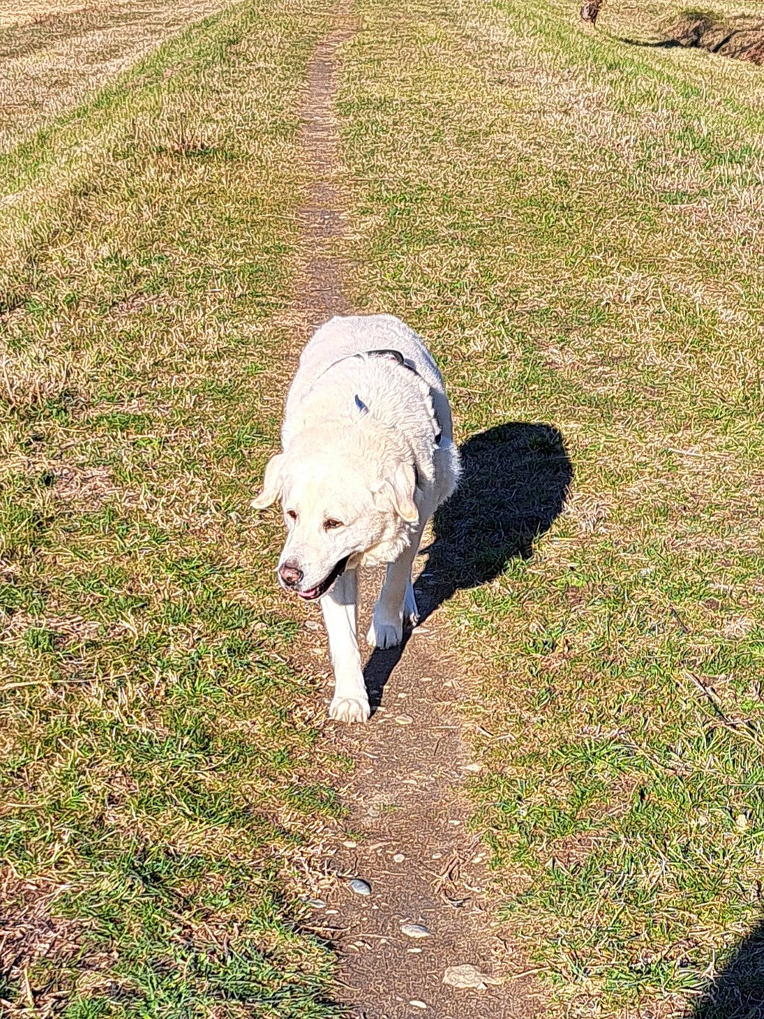 Eros participe au concours pour gagner de l'argent avec cette photo : bovine, carnivore, companion_dog, dog, dog_breed, grass, grassland, grazing, groundcover, landscape, lawn, livestock, livestock_guardian_dog, pasture, plant, shadow, sheep, soil, tail, working_animal