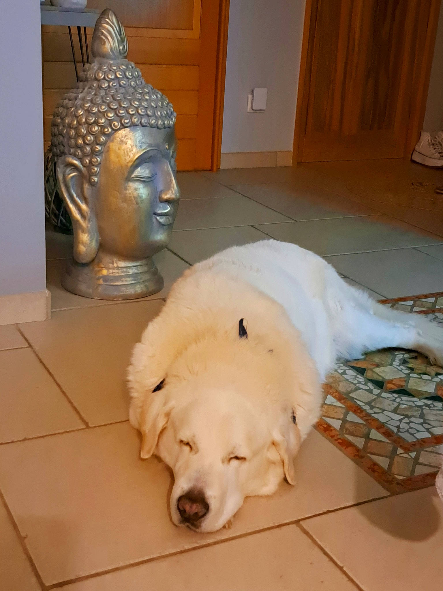 Eros a rejoint le concours — aidez-le/la à gagner de superbes lots ! art, artifact, canidae, carnivore, carving, companion_dog, dog, dog_breed, door, fawn, flooring, fur, pet_supply, sculpture, snout, sporting_group, statue, visual_arts, wood, working_animal