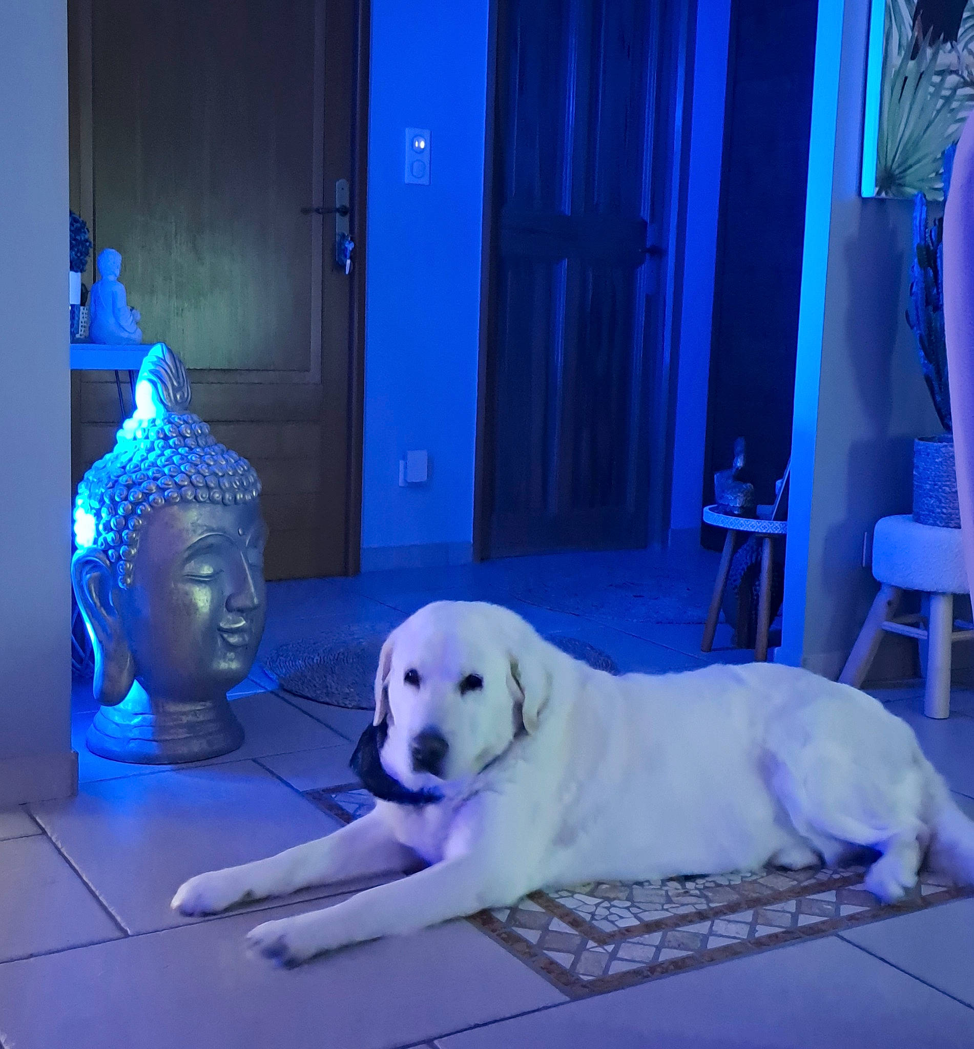 Eros a rejoint le concours — aidez-le/la à gagner de superbes lots ! blue, canidae, carnivore, chair, companion_dog, curtain, darkness, dog, dog_breed, door, electric_blue, event, flooring, fur, livestock_guardian_dog, night, room, sitting, snout, sporting_group