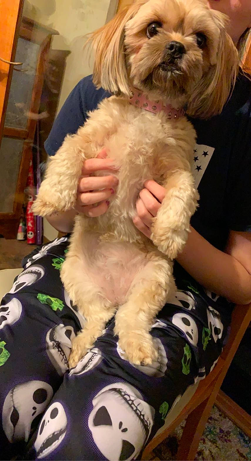 Mija joined the competition — help win amazing prizes! biewer_terrier, canidae, carnivore, companion_dog, dog, dog_breed, fur, maltepoo, mammal, non_sporting_group, pekapoo, poodle_crossbreed, small_terrier, snout, sporting_group, terrier, tibetan_terrier, toy_dog, vertebrate, working_animal