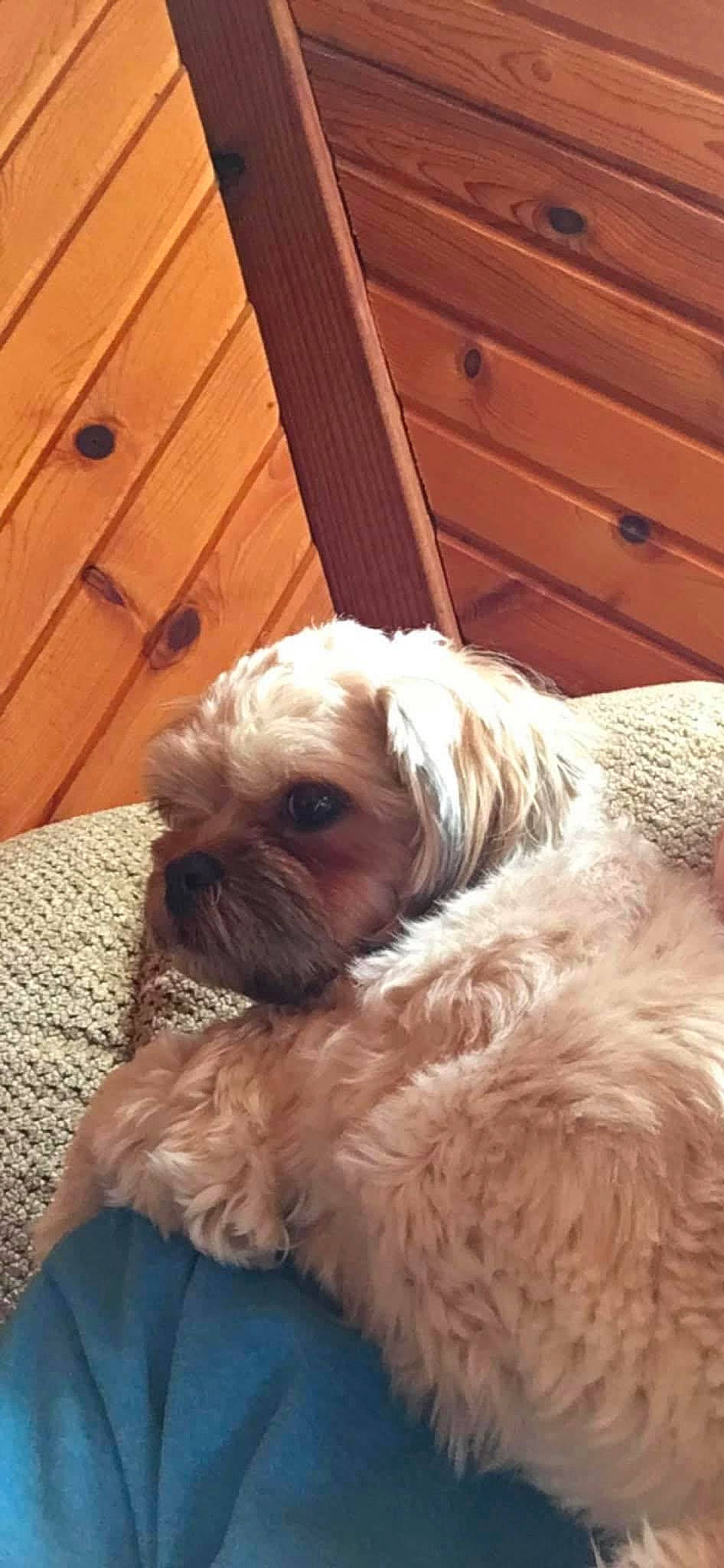 Mija joined the competition — help win amazing prizes! brown, cabinetry, carnivore, chest_of_drawers, companion_dog, dog, dog_breed, drawer, fawn, fur, hardwood, liver, mammal, snout, tan, toy_dog, vertebrate, wood, wood_stain, working_animal