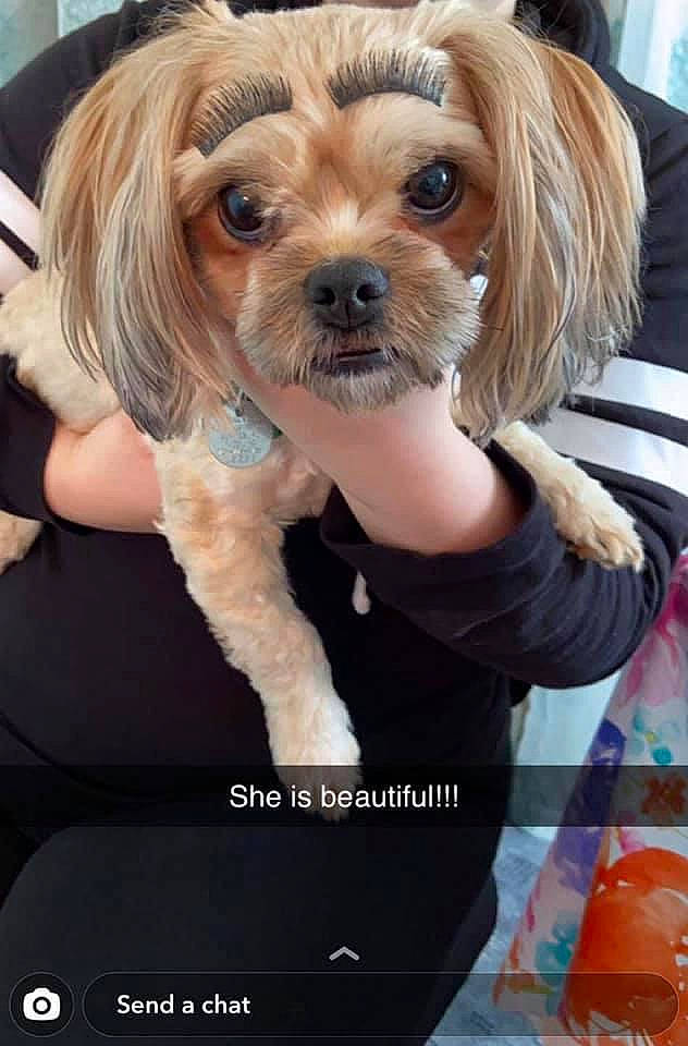 Mija is registered to the contest to win money with this photo: blond, brown, canidae, carnivore, companion_dog, dog, dog_breed, dog_supply, fawn, fur, liver, non_sporting_group, pet_supply, photo_caption, puppy, snout, sporting_group, toy_dog, vertebrate, working_animal