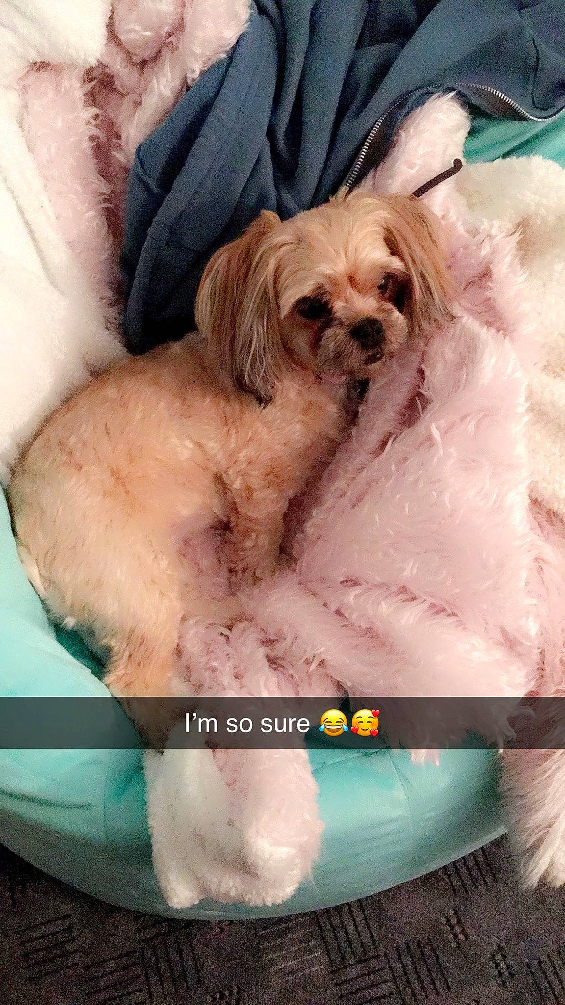 Mija joined the competition — help win amazing prizes! aqua, canidae, car_seat, carnivore, collar, companion_dog, dog, dog_breed, dog_supply, fawn, liver, pet_supply, puppy, snout, sporting_group, teal, toy_dog, turquoise, vertebrate, working_animal