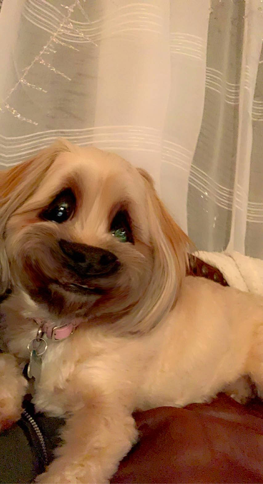 Mija joined the competition — help win amazing prizes! blond, canidae, carnivore, companion_dog, curtain, dog, dog_breed, dog_supply, fawn, fur, iris, non_sporting_group, puppy, skin, snout, sporting_group, tongue, toy_dog, transparent_material, working_animal