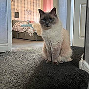 Marley is registered to the contest to win money with this photo: cat, indoor, carpet, bedroom, blue_eyes, fluffy, pet, feline, sitting, curious, domestic_animal, home, cozy, soft_lighting, wallpaper, blanket, bed, furniture, calm, animal