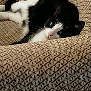 Kovu a rejoint le concours — aidez-le/la à gagner de superbes lots ! animal, armchair, black_and_white, cat, close_up, couch, cozy, eyes, face, fur, furniture, home, indoor, lying_down, patterned_fabric, pet, portrait, relaxed, tuxedo_cat, whiskers