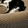 animal, armchair, black_and_white, cat, close_up, couch, cozy, eyes, face, fur, furniture, home, indoor, lying_down, patterned_fabric, pet, portrait, relaxed, tuxedo_cat, whiskers