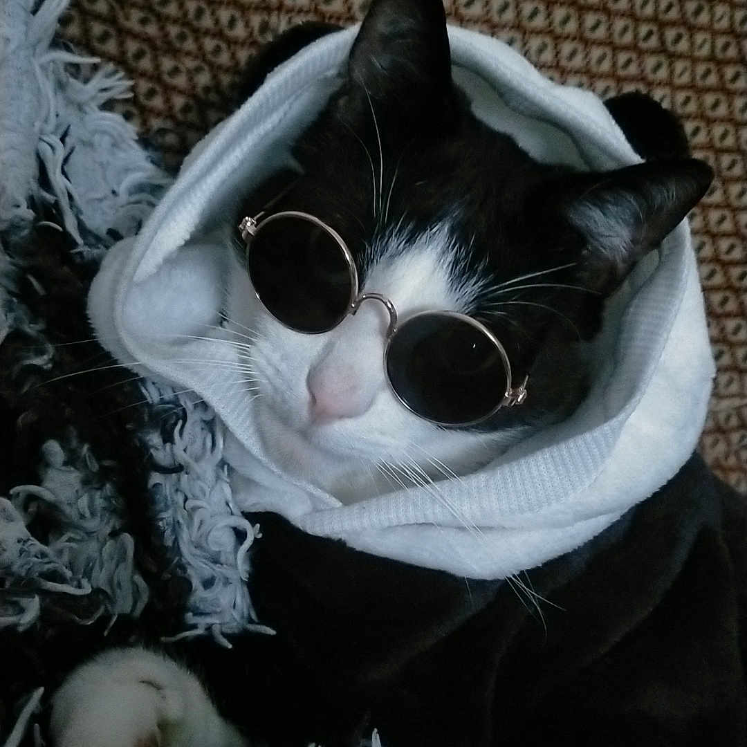 Kovu a rejoint le concours — aidez-le/la à gagner de superbes lots ! accessory, black_and_white, blanket, cat, close_up, cozy, eyewear, fur, furniture, hoodie, indoor, patterned_background, paw, pet, portrait, relaxed, sleepy, sunglasses, tuxedo_cat, whiskers