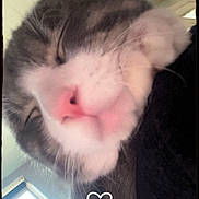 Stormy joined the competition — help win amazing prizes! animal, black_border, blurred, cat, close_up, cozy, cute, face, feline, fur, indoor, natural_light, pet, pink_nose, portrait, relaxed, sleepy, whiskers, window