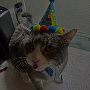 Stormy joined the competition — help win amazing prizes! cat, party_hat, gray_cat, white_paws, tongue_out, indoor, kitchen_counter, tile_backsplash, pet, cute, birthday, celebration, animal, domestic_cat, whiskers, feline, closeup, funny, playful, household