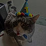 cat, party_hat, gray_cat, white_paws, tongue_out, indoor, kitchen_counter, tile_backsplash, pet, cute, birthday, celebration, animal, domestic_cat, whiskers, feline, closeup, funny, playful, household